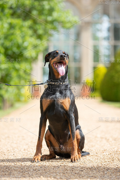 杜宾犬在公园里摆姿势