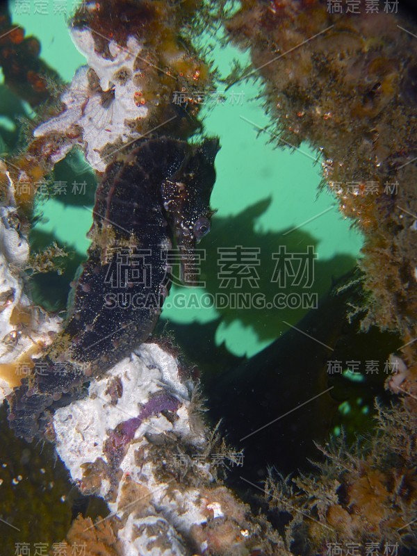 一个野生棕色白海马的特写，海马(海马白)附着在鲨鱼网的屈臣氏湾水塘