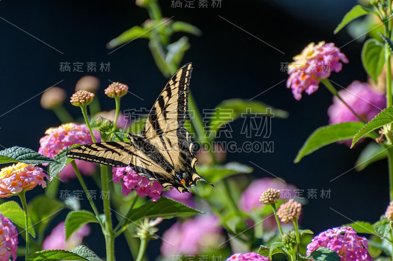 花上的帝王蝶