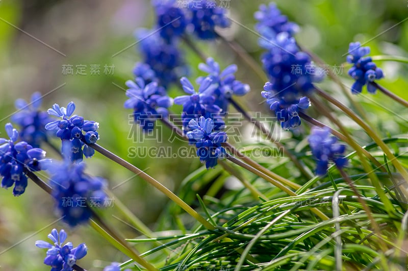 杏树开花植物，蓝色的春天球茎葡萄风信子花在花园里盛开