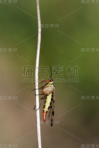 芦苇蝎子蝇
