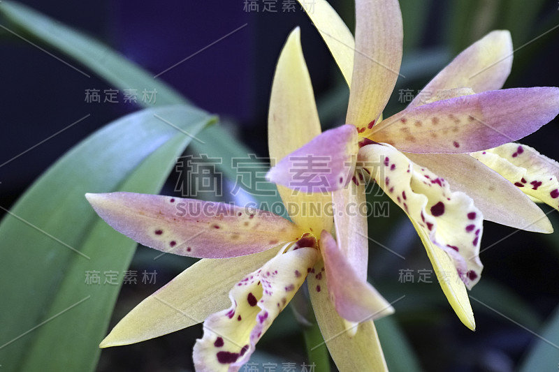 特写-宏观的兰花香蒲。