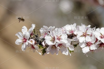 时间吃