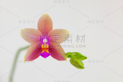 美丽罕见的兰花在盆中白色的背景