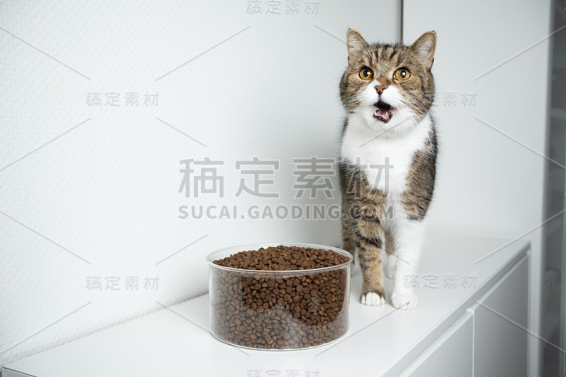 猫干粮