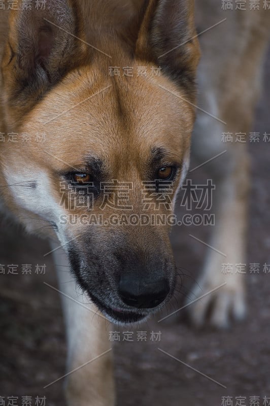 近距离肖像的大狗看着远离模糊的背景效果。