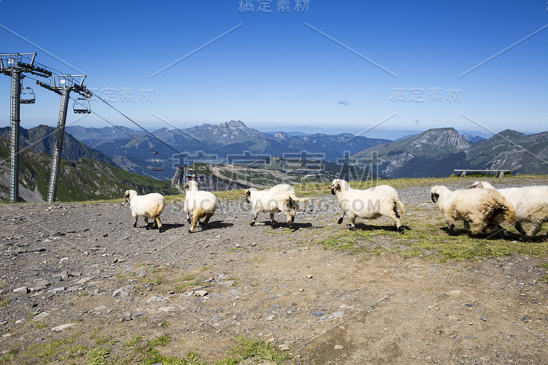 夏季高山绿意盎然，牛羊成群，瑞士