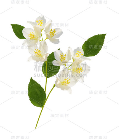 春天的茉莉花鲜艳多彩。