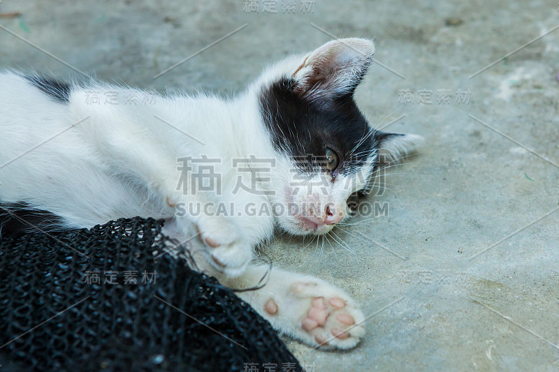 小猫在玩一个被搁置的网眼。