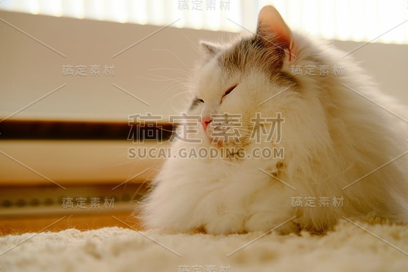 阳光明媚的一天和一只猫