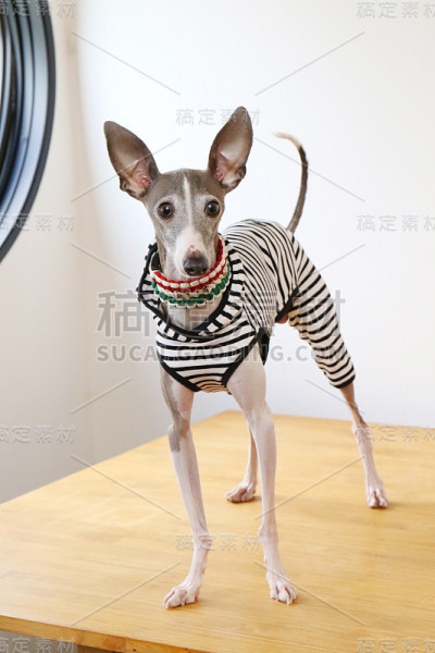 意大利灵缇犬