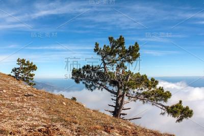 山上有松树