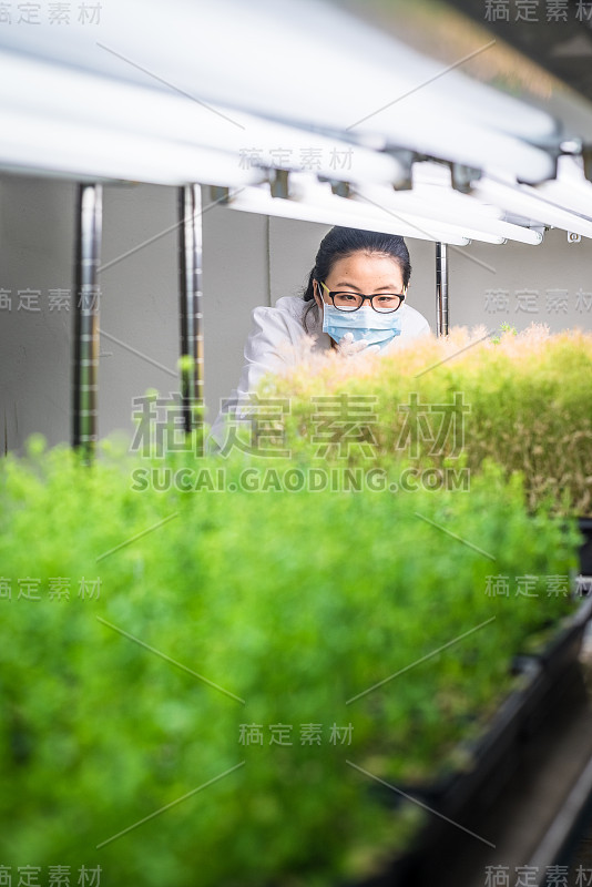 女性科学家在生长室内研究转基因植物