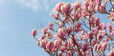木兰在春天开花。