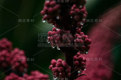 昆士兰伞树花上的水滴，映衬着模糊的绿色。