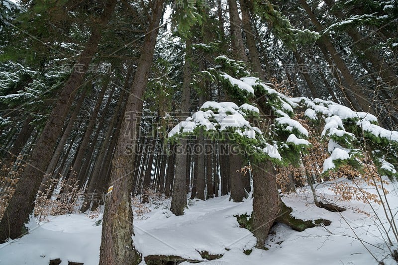 深冬大自然被雪覆盖。