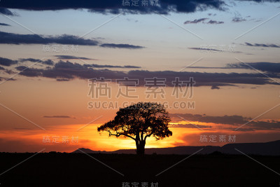 非洲肯尼亚的金色日落