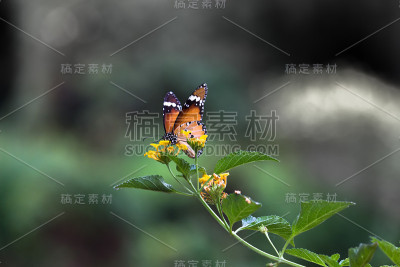 虎斑蝶
