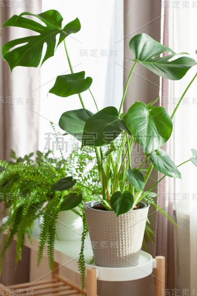 室内植物fittonia，肾扁虱和怪物在白色花盆