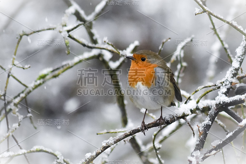 雪地里的罗宾
