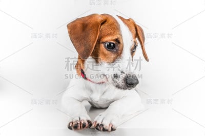 杰克罗素梗