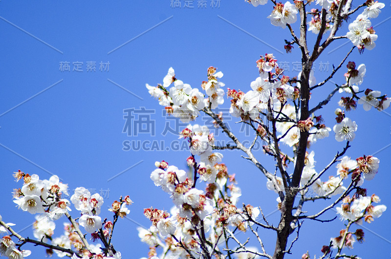 美丽的日本梅花在春天盛开