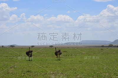 乞力马扎罗1