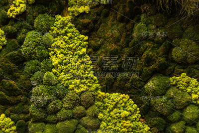 墙上长着青苔。绿色植物墙
