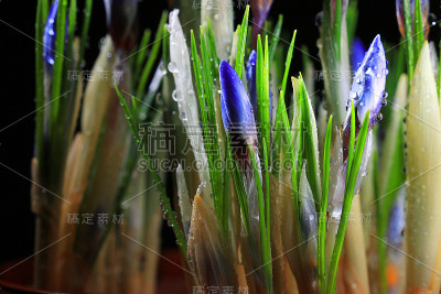 春花烂漫