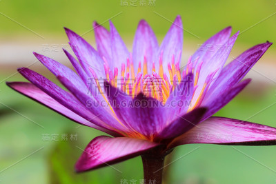 粉红色的莲花