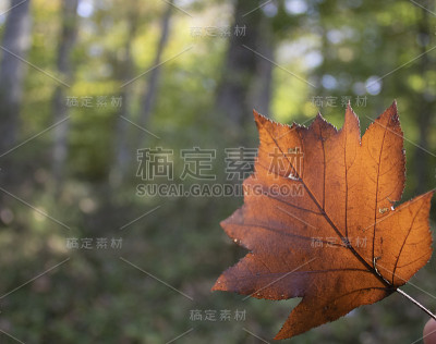 人们拿着干的黄色梧桐树叶子。在森林中撤退。