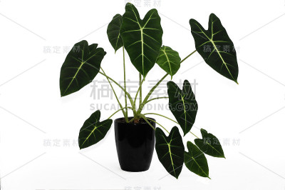 洋芋是天南星科的一个阔叶根状或块茎多年生植物属。