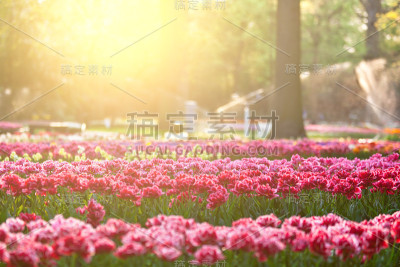 夕阳下的郁金香