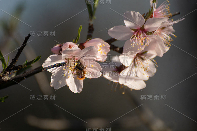 马德里的杏花和花中的蜜蜂(梅李)