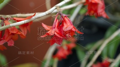 小红兰花