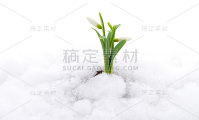 雪花莲和雪。
