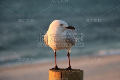 黄昏时分，西澳大利亚印度洋上的一种海鸥