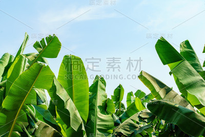 香蕉园正在成长，新鲜的香蕉正在成长，香蕉园。