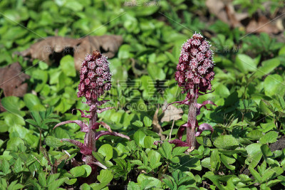 Petasites hybridus。草中的植物花序