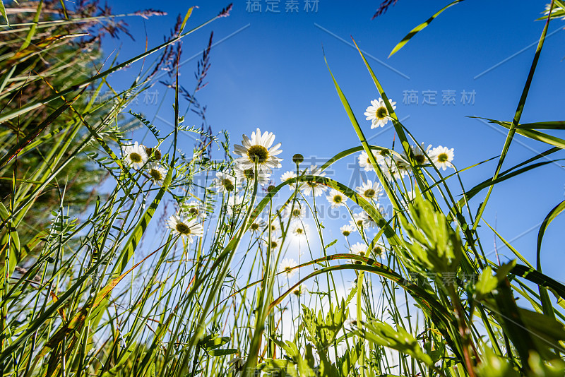 阳光下美丽的鲜花从下面的树林