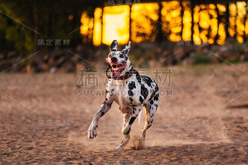 瘦长的狗狗达尔马提亚在森林附近的沙滩上快速奔跑