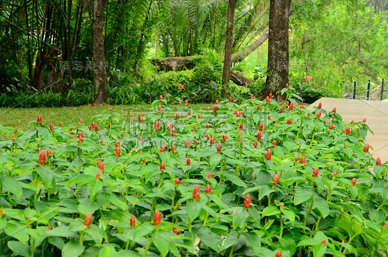 姜花(Costus speciosus)