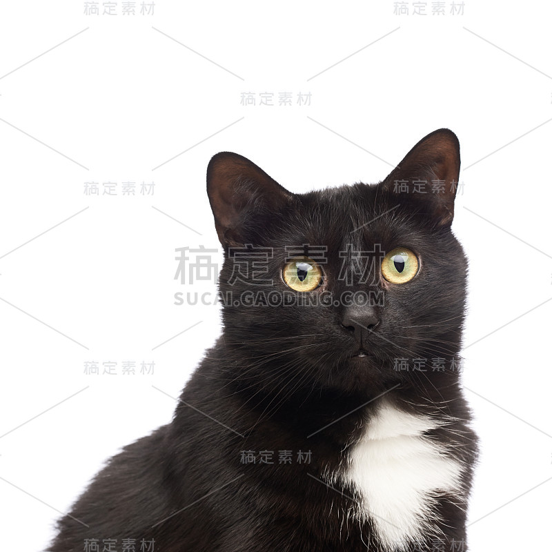 黑猫孤立