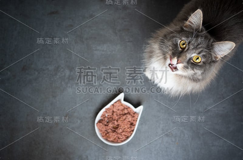 猫粮