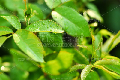 叶与雨滴