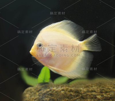 白化铁饼鱼
