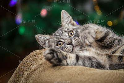 小条纹小猫躺在节日背景与散焦