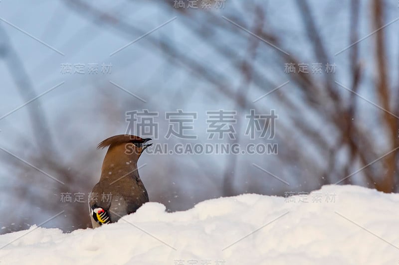 马，马，马，马，马，马