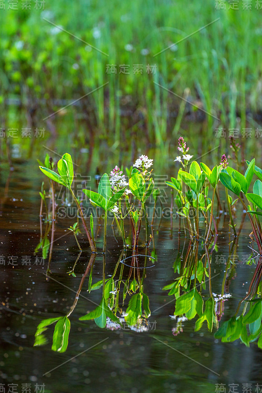 水中倒影的博格豆花