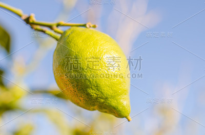 柠檬